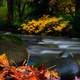 Illustration for article titled Shooting Challenge: Fall Leaves Gallery